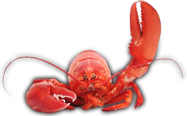 Lobster Png In High Resolution Lobster Transparent Png Lobster Png