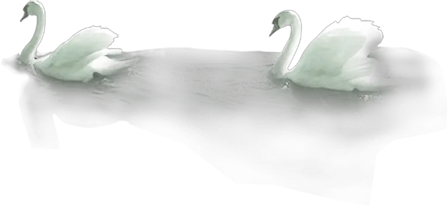 Mute Swan Bird Duck Swans Png Swan Png