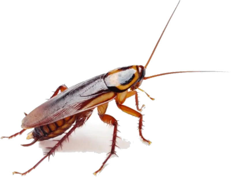 Roaches Png Download Image Roaches Bugs Cockroach Png