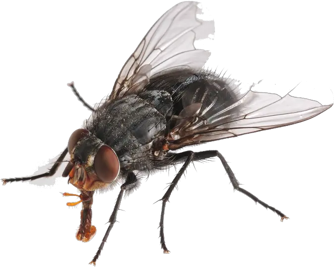 Png Images Transparent Free Download Housefly Png Fly Png