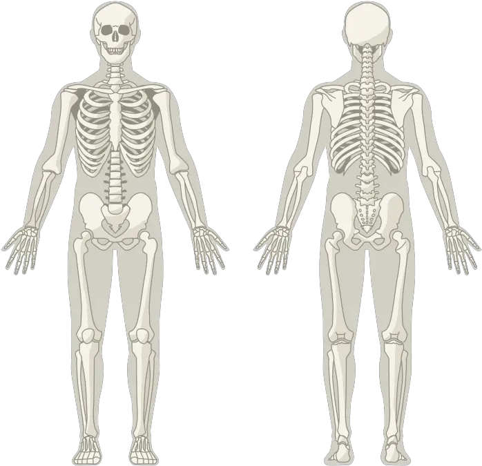 Skeletonpng U2013 Msk Assist Man Skeleton Png Transparent