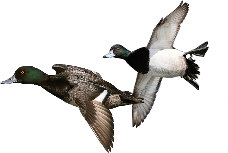 Green Duck Ducks Png Duck Png