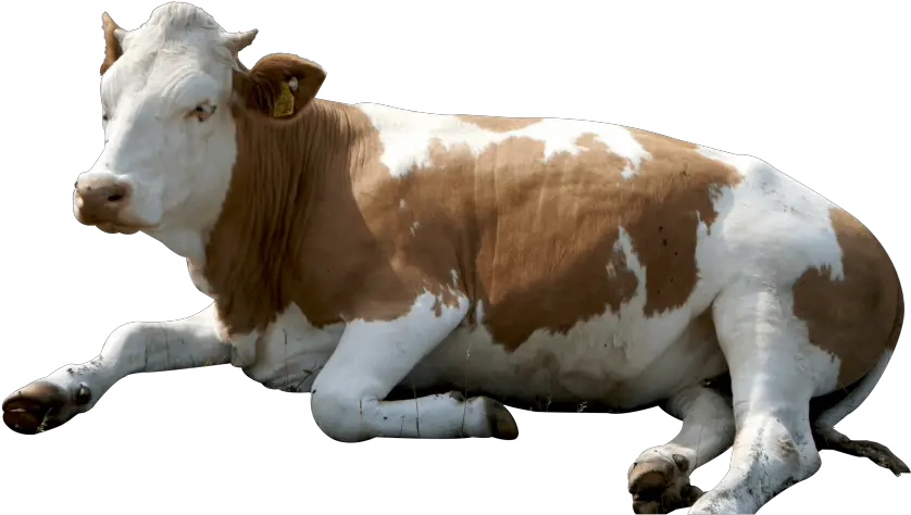 Free Transparent Png Images Sitting Cow Png Cow Transparent