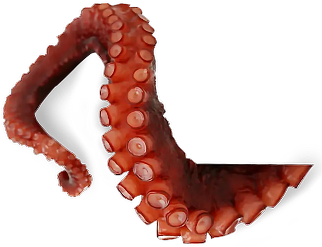 Octopus Png Transparent Images 16 Octopus Tentacle Png Octopus Png