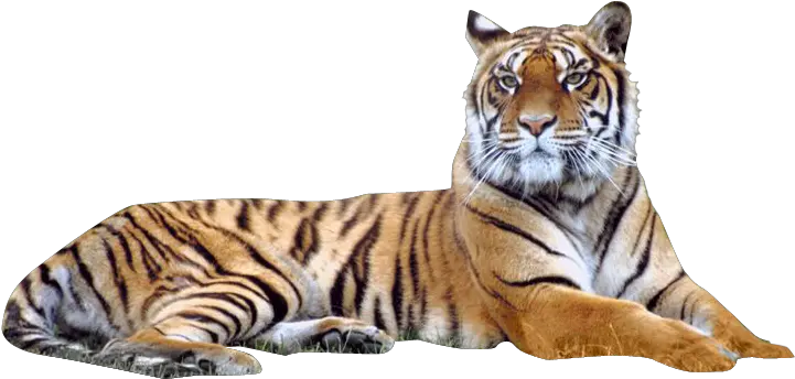 Image Transparent Png Tiger Tiger Transparent Background Tigers Png