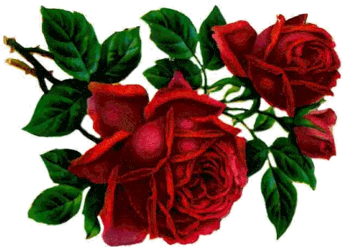 Roses Thorns Gif Roses Thorns Flower Discover U0026 Share Gifs Floral Png Thorns Icon