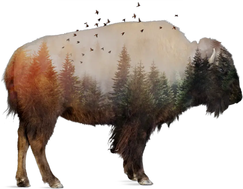 Download Native Americans Use Every Part Of Buffalo Full Buffalo Animal White Background Png Buffalo Png