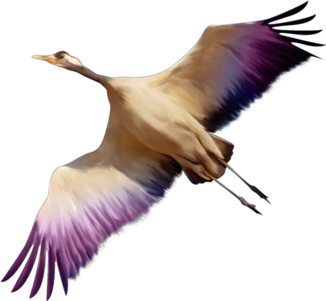 Flying Bird Png 8 Png 4229 Free Png Images Starpng Png Flying Bird Png