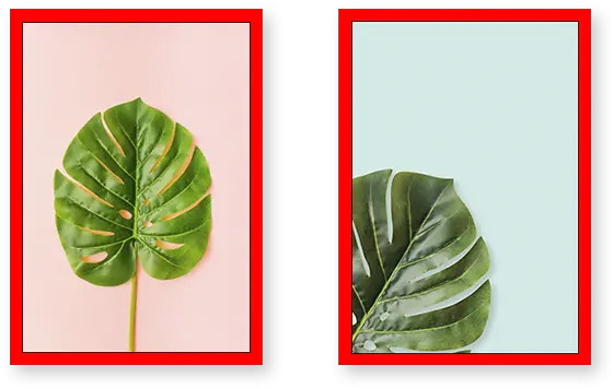 Monstera Deliciosa Set Of 2 Frames Anthurium Png Monstera Leaf Png