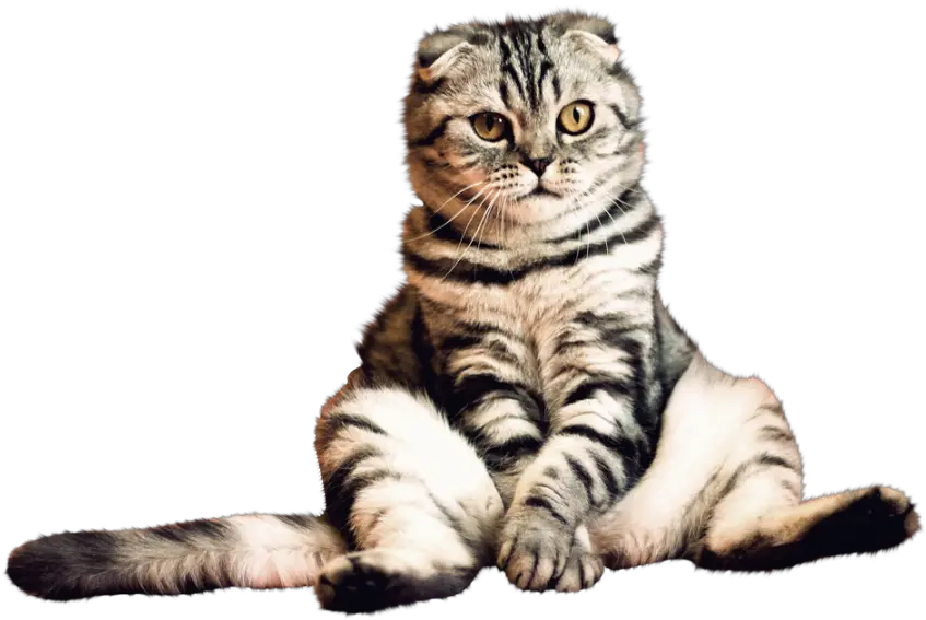 Cat Png Transparent Picture Transparent Background Cat Hd Png Cat With Transparent Background