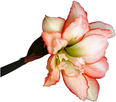 Index Of Userstbalzeflowerpng Png Blossom