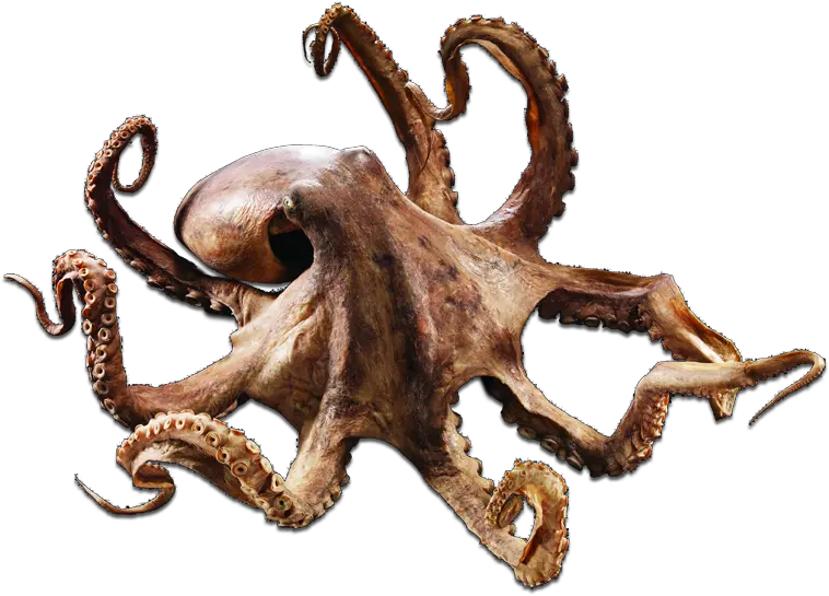 Octo Transparent Roktopus Industries Transparent Background Octopus Png Octopus Png