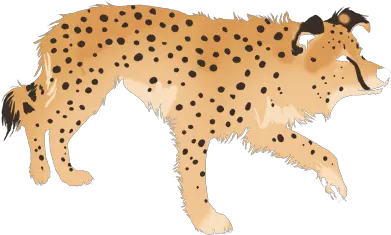 Index Of Agilityimagesautomatedimagesborder Colliedyes Cheetah Png Cheetah Png