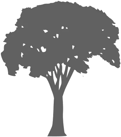 Tree Silhouette 13 Transparent Png U0026 Svg Vector File Silueta De Árbol Png Tree Silhouette Png