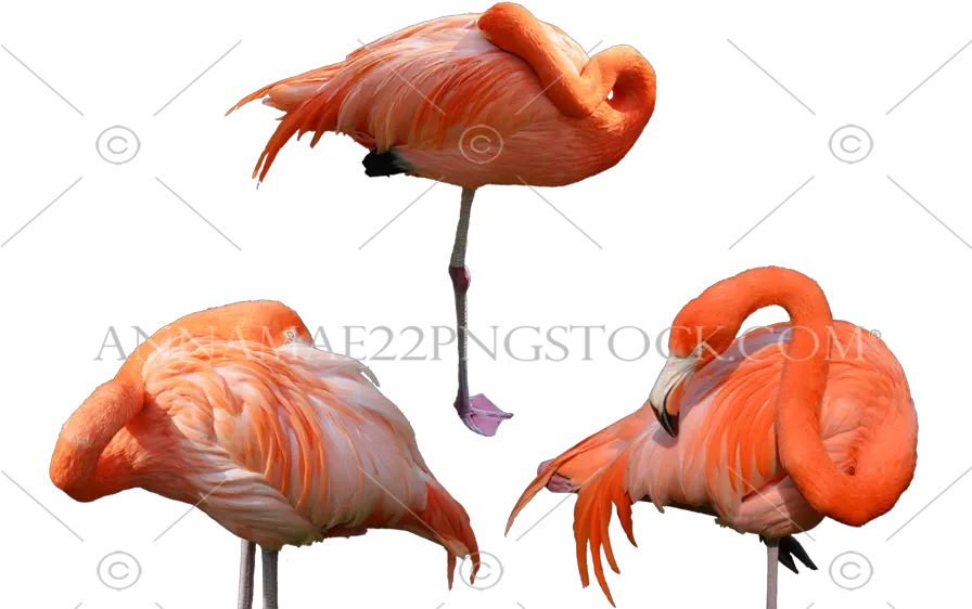 Birds Png Stock Photo Collection Large Flamingo Bird Flamingo Png