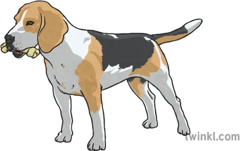 Beagle Dog With Bone Illustration Twinkl English Foxhound Png Dog Bone Png