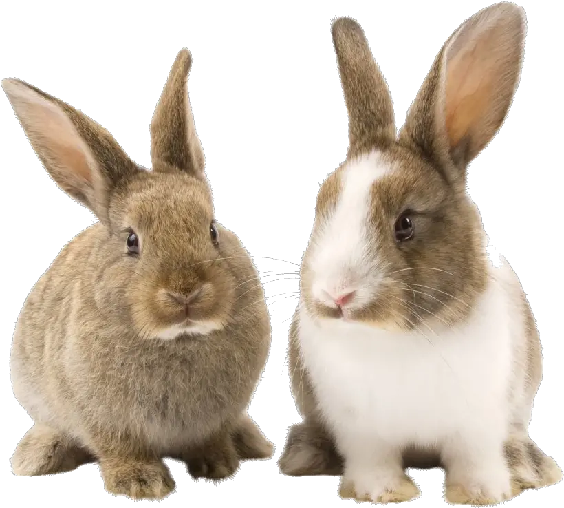 Rabbit Bunny Png Picture Rabbit Png Rabbit Png