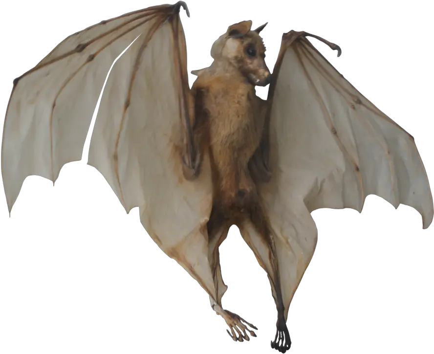 Bat Transparent Images Bats Png Bat Transparent