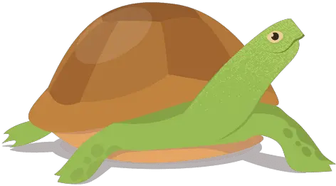 Download Turtlepngtransparentimagestransparent Tortuga Png Transparente Turtle Png