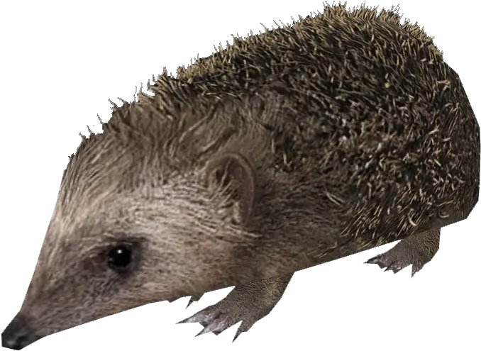 North African Hedgehog Zoo Tycoon 2 Hedgehog Png Zoo Tycoon 2 Icon