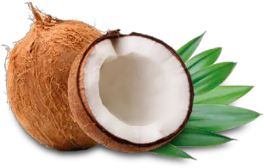 Coconut Free Png Transparent Image Free Download Template Powerpoint Coconut Coconut Transparent