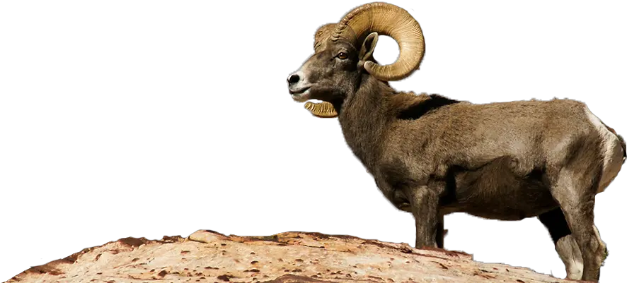 Desert Bighorn Sheep Transparent Png Desert Bighorn Sheep Png Sheep Transparent Background