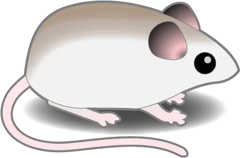 Connected Biology U2013 Linking Genetics And Evolution To Rat Png Mouse Rodent Icon