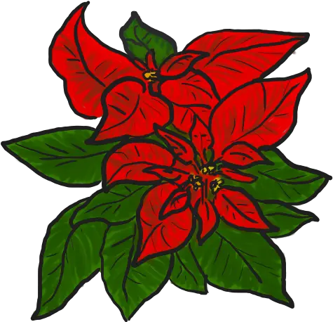 Free Poinsettia Pictures Download Clip Art Clip Art Png Poinsettia Transparent Background