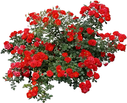 Download Hd Tubes Arbres Arbustes Feuillages Tree Psd Gulab Ka Phool Png Rose Bush Png