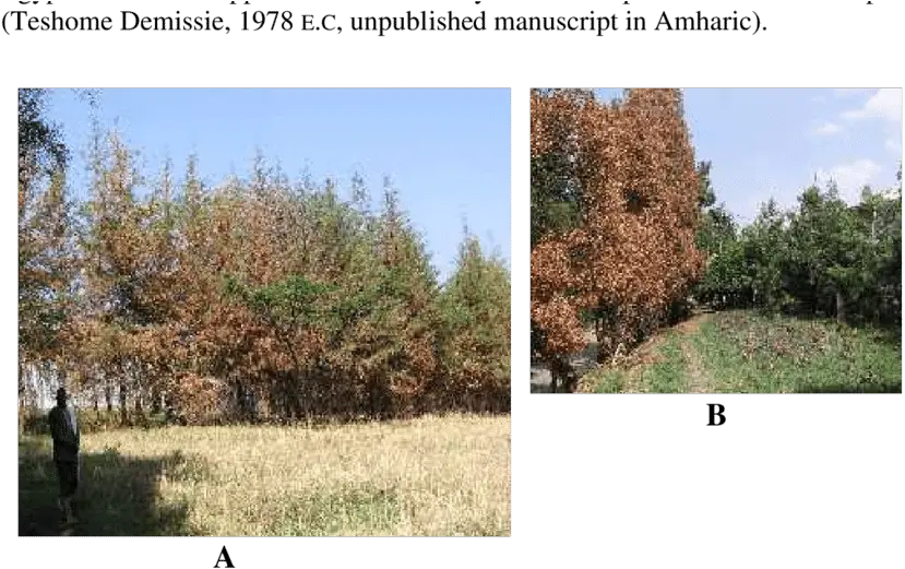 5 A Dead And Dying Exotic Cupressus Lusitanica Yeferenj River Birch Png Dead Grass Png