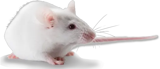 Nd4 Swiss Webster Outbred Mice Hsdnd4 Rat Png Mouse Animal Png