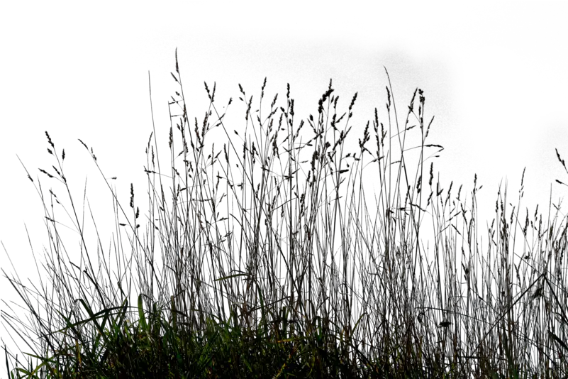 Tall Grass Png 1 Image Tall Grass Silhouette Png Tall Grass Png