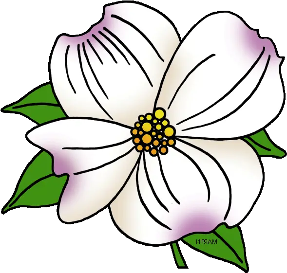 Clipart Of Carolina Virginia State And Floral Png North Carolina Png