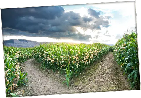 Kamloops Pumpkin Patch U0026 Corn Maze Sunset Valley Farm Field Png Corn Field Png