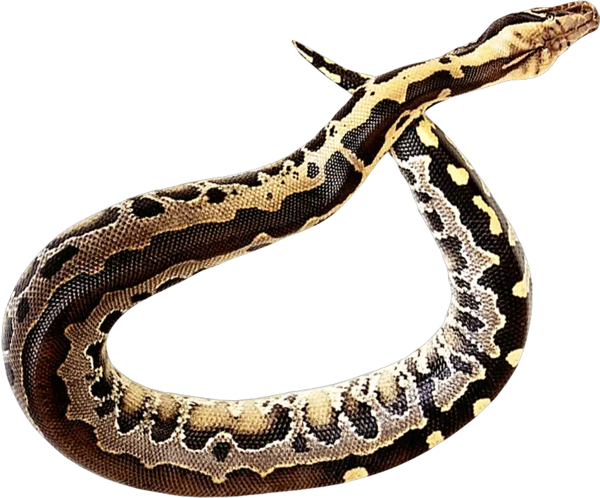 Snake Png Transparent Image Pngpix Full Hd Snake Editing Png Snake Transparent