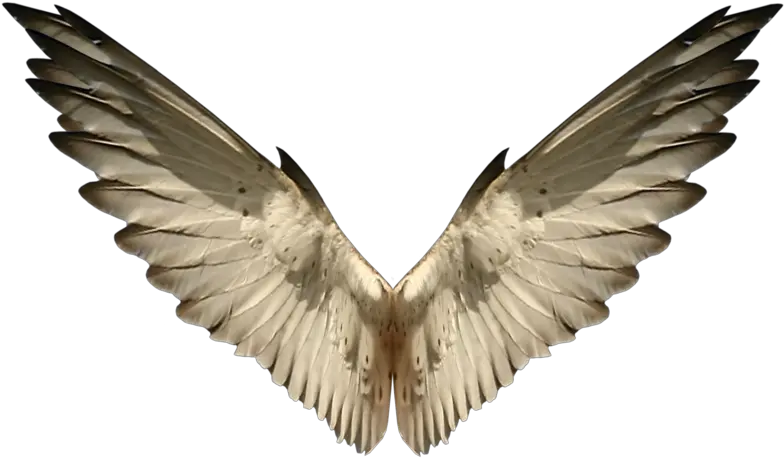 Angel Wings Sparrow Wings Png Bird Wings Png