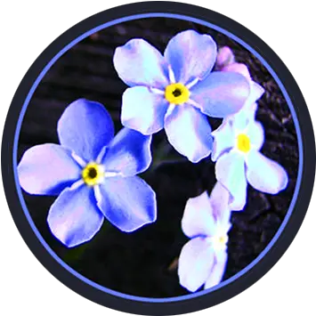 Spring Clipart Spring Flower Pictures U0026 Spring Flower Clipart Viola Png Flower Circle Png