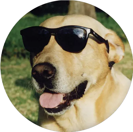 Why The Dog Raising Dog Glasses Png Yellow Lab Icon Png