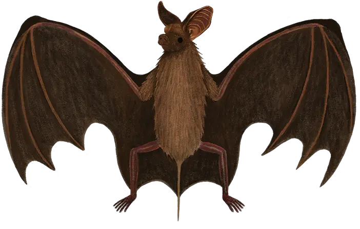 Mammals U2014 Sanctuary Slimane Bat Png Bat Png