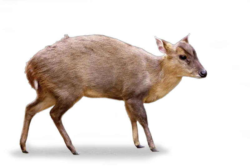 Tierpark Hellabrunn Reevesu0027s Muntjac Muntjac Png Deer Png