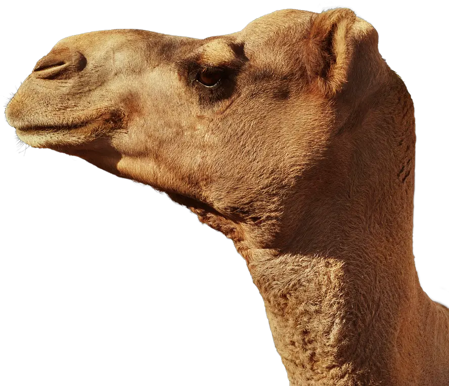 Camel Animal Head Portrait Png