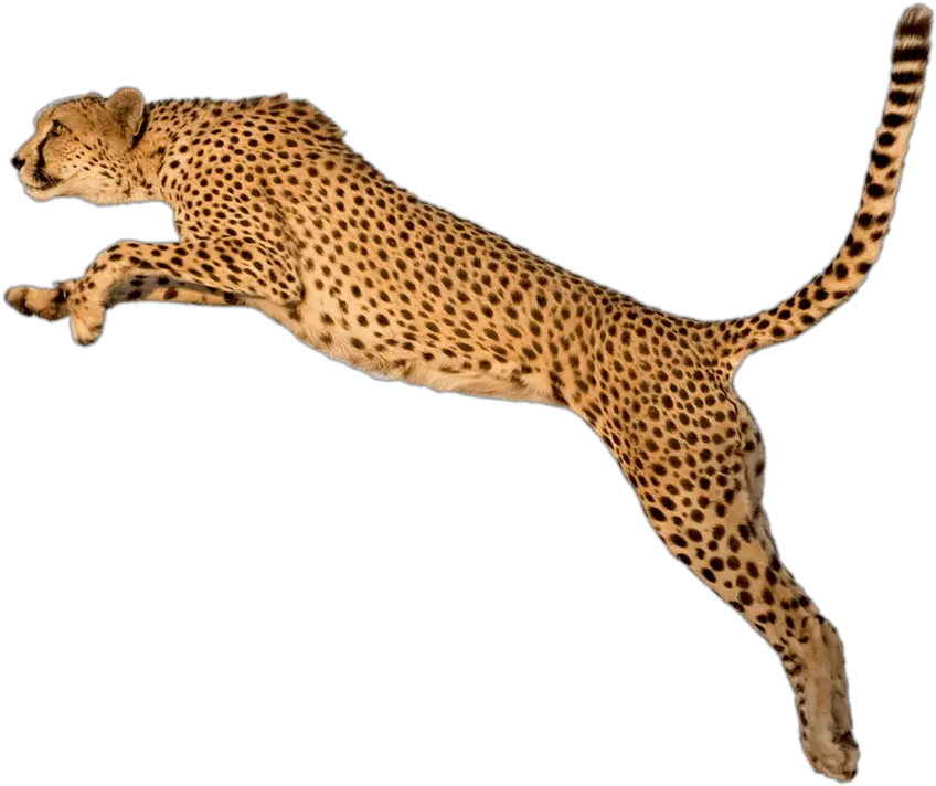 Running Leopard Png Transparent Image Arts Serengeti National Park Running Transparent