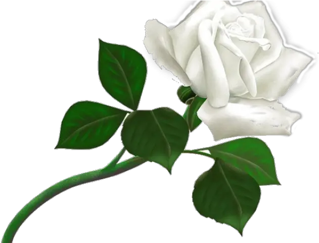 White Rose Clipart Transparent Background Rosa Blanca Png White Roses Png Rose Clipart Transparent Background