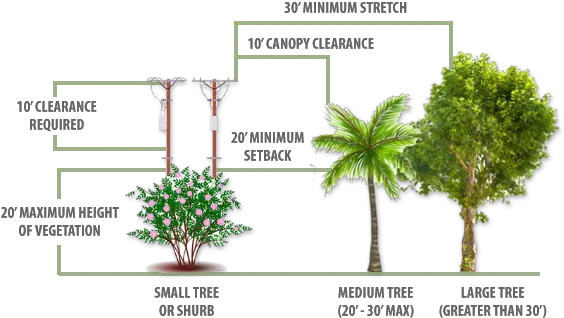 Planting Guidelines City Of Ocala Attalea Speciosa Png Tree Canopy Png