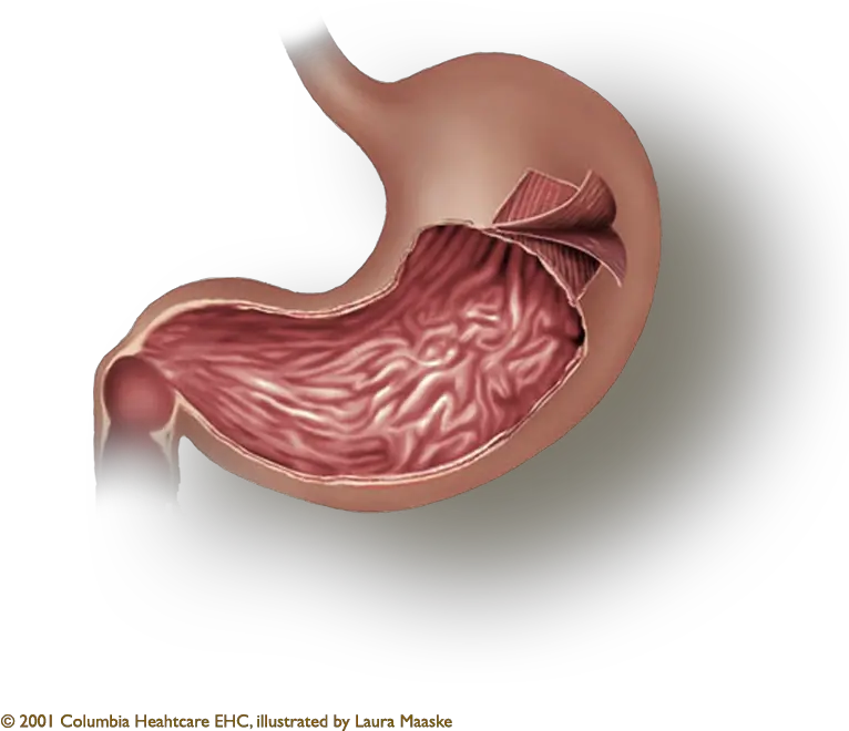 The Gastric Layers Longitudinal Muscle Layer Of Stomach Png Stomach Png