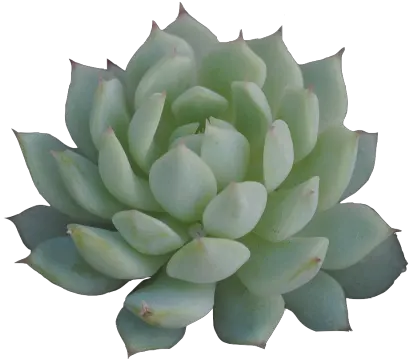 Png Little Transparent Succulent For Ya Transparent Background Succulent Png Succulent Transparent Background