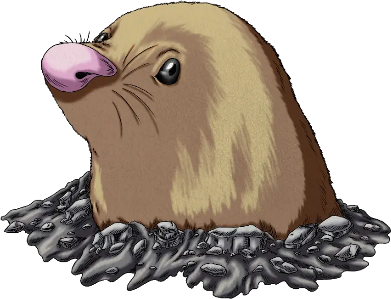 Download California Sea Lion Beaver Png Sea Lion Png