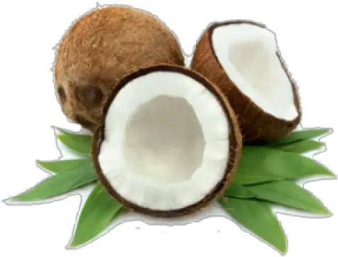 Coconut Essential Oil Samoan Coconut Png Coconut Png