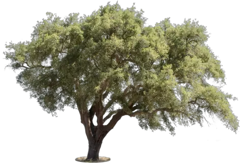 Mediterranean Trees Mediterranean Trees Png Trees Png