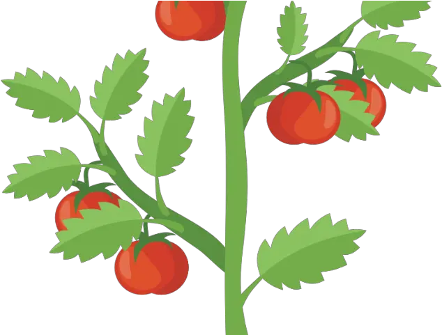 Bush Clipart Lake Plant Transparent Tomato Plant Clipart Free Tomato Plant Clipart Png Tomato Plant Png